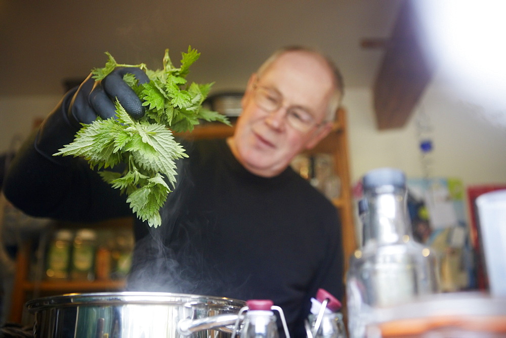 A man holding fresh foraged nettles with a gloved hand, blanching them in a pot, England, United Kingdom