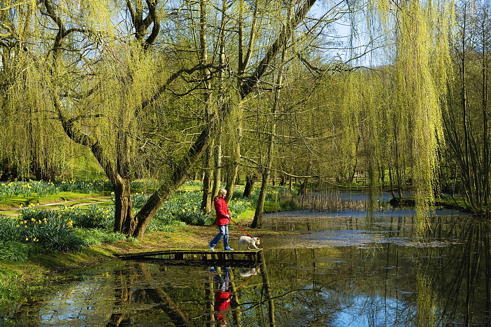 A woman and dog on a jetty on a lake, under a large weeping willow tree, Tetbury, Gloucestershire, England