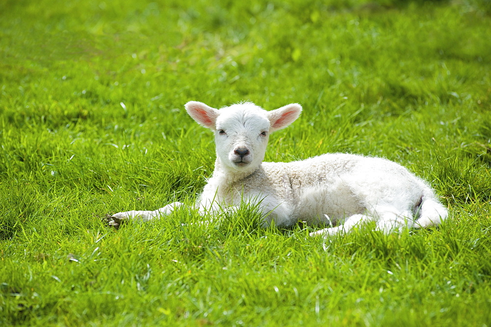 A small young lamb with white fur, lying on the grass with its head up , Tetbury, Gloucestershire, England