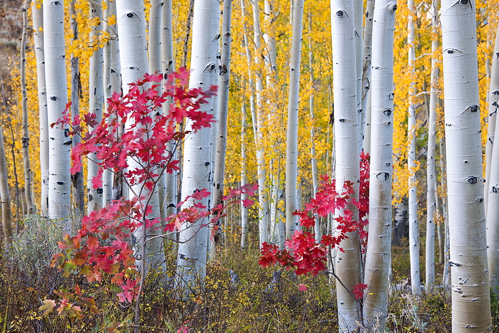 Fall colours in the Wasatch Mountains forests. Aspen trees with slender trunks and white bark, Utah, USA