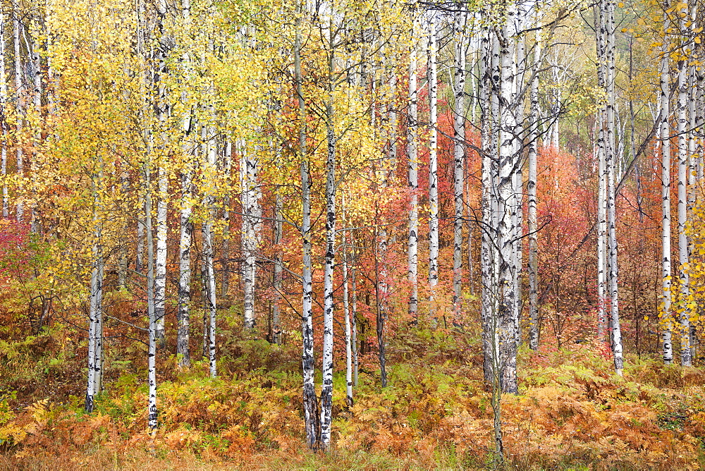 Fall colours in the Wasatch Mountains. Forests of aspen and maple, Snake Creek Canyon, Utah, USA