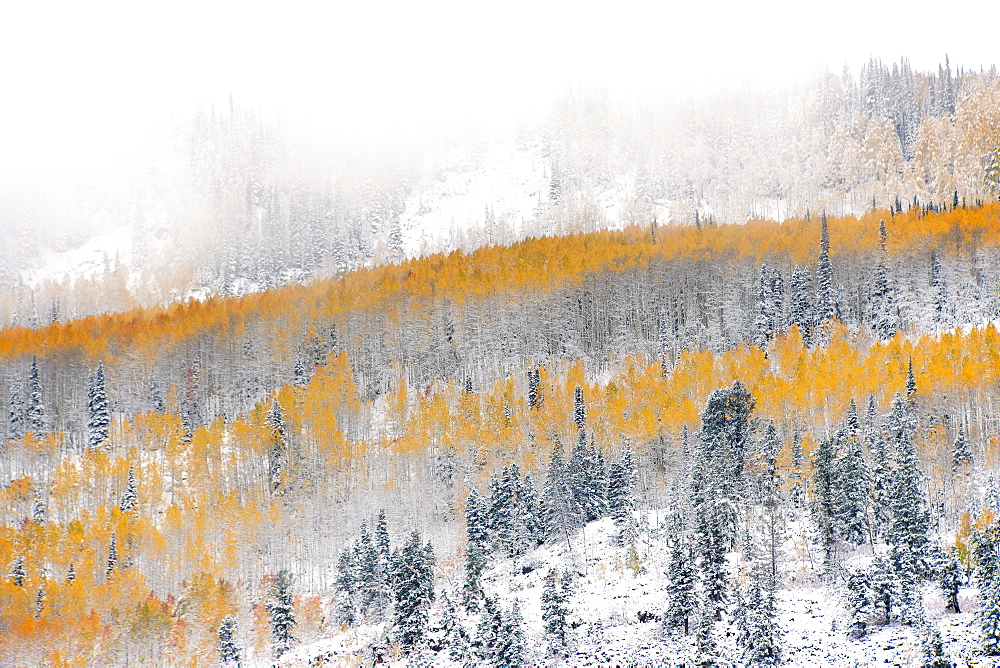 View over aspen forests in autumn, with a layer of vivid orange leaf colour against pine trees, Uinta mountains, Utah, USA