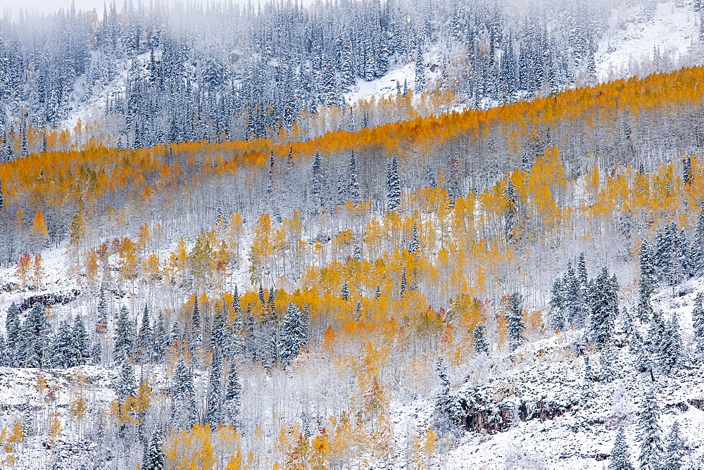 View over aspen forests in autumn, with a layer of vivid orange leaf colour against pine trees, Wasatch Mountains, Utah, USA