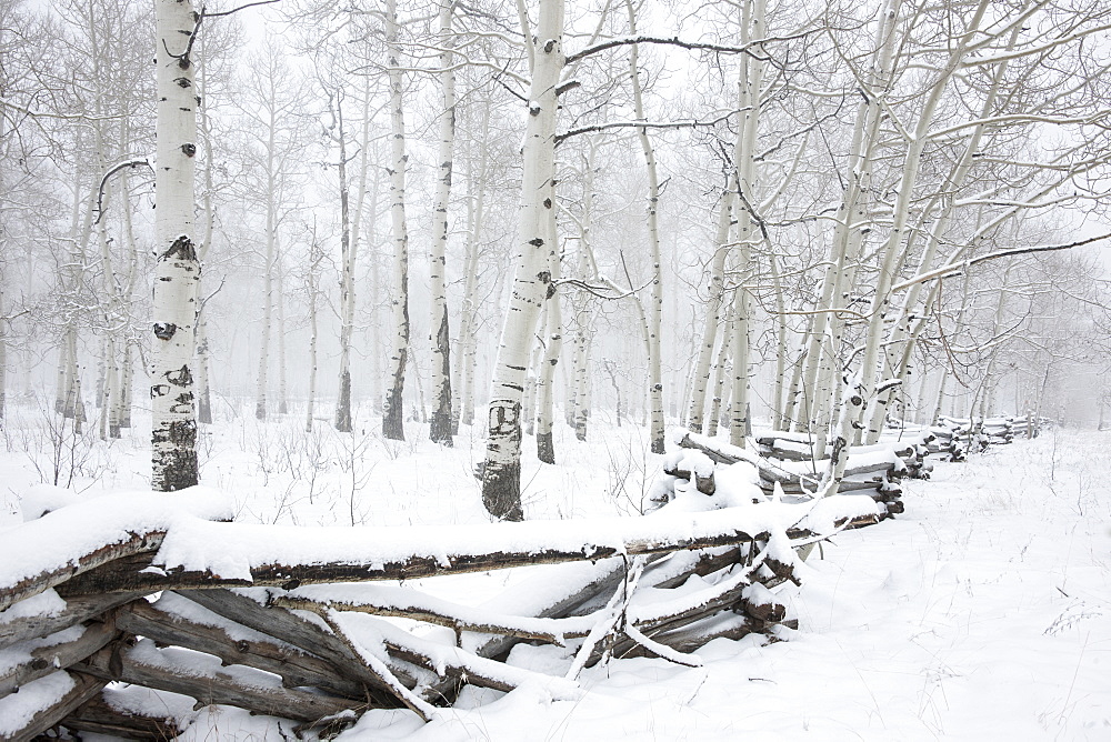 Cold winter, snow on the ground. Felled trees and a crushed fence, Utah, USA