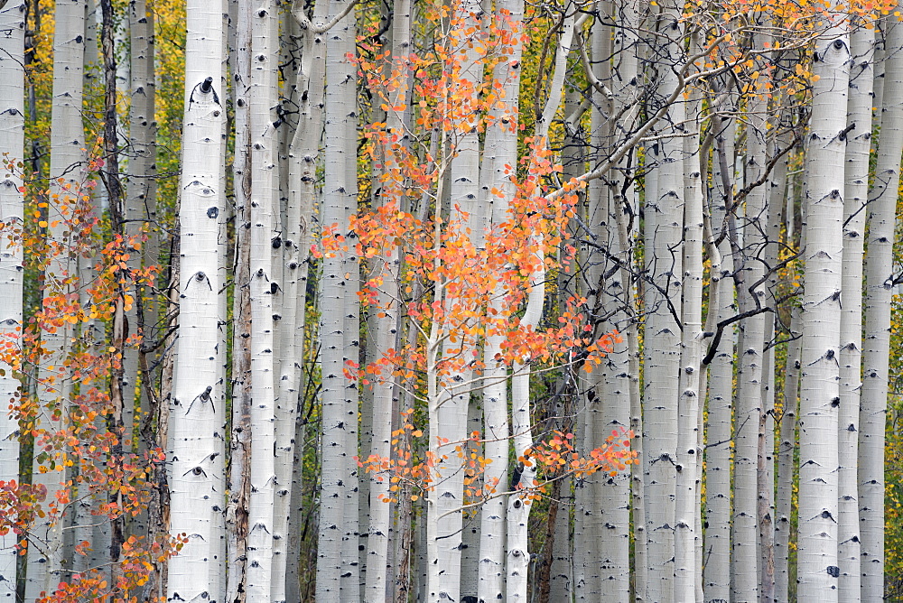 A trail through the woods. Vivid autumn foliage colour on maple and aspen tree leaves, Wasatch Mountains, Utah, USA