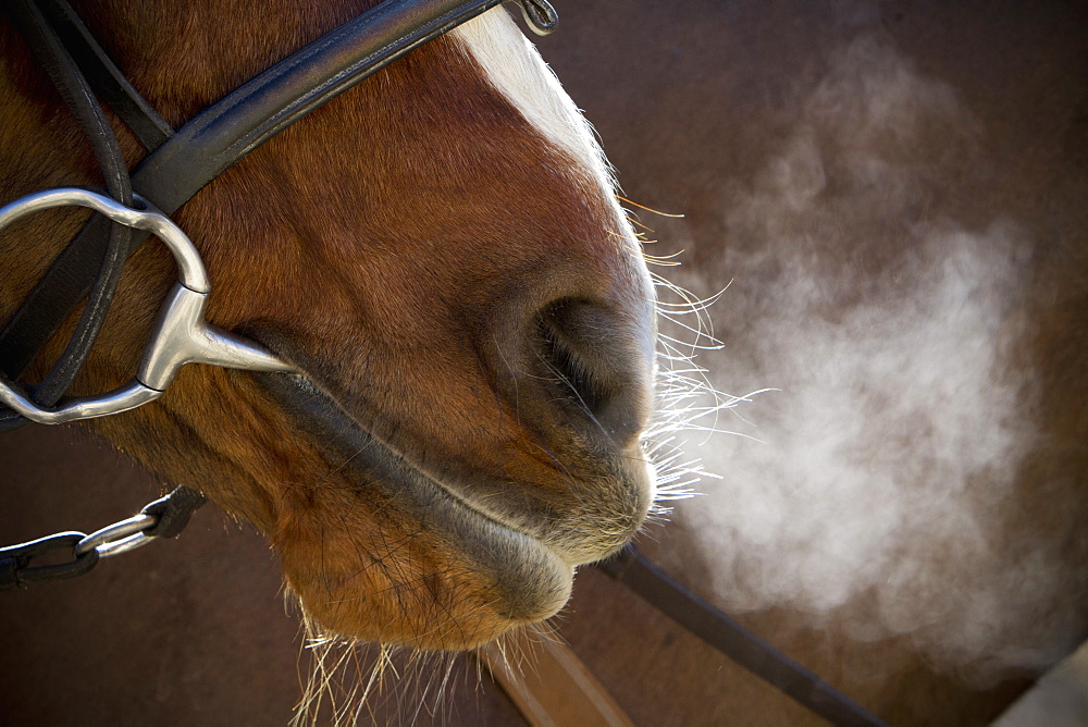 A horse with bridle and bit, breathing heavily after exercise, steam rising in cold air, Horse Muzzle, England