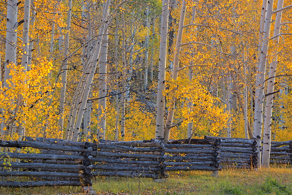 The Kolob Terrace and aspen trees in the Dixie national forest, Dixie National Forest, Utah, United States