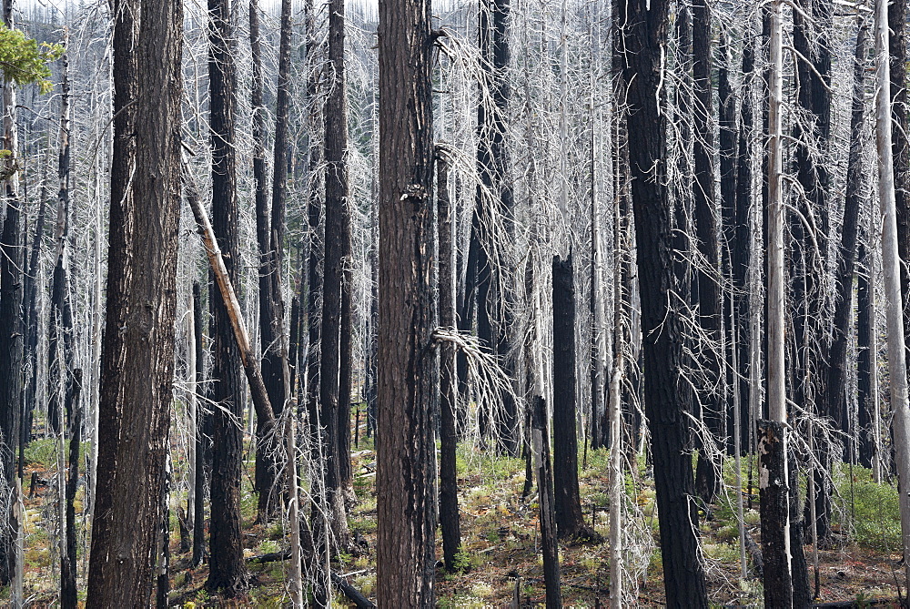 Charred tree trunks in the Willamette national forest after a fire, Charred trees, Oregon, United States