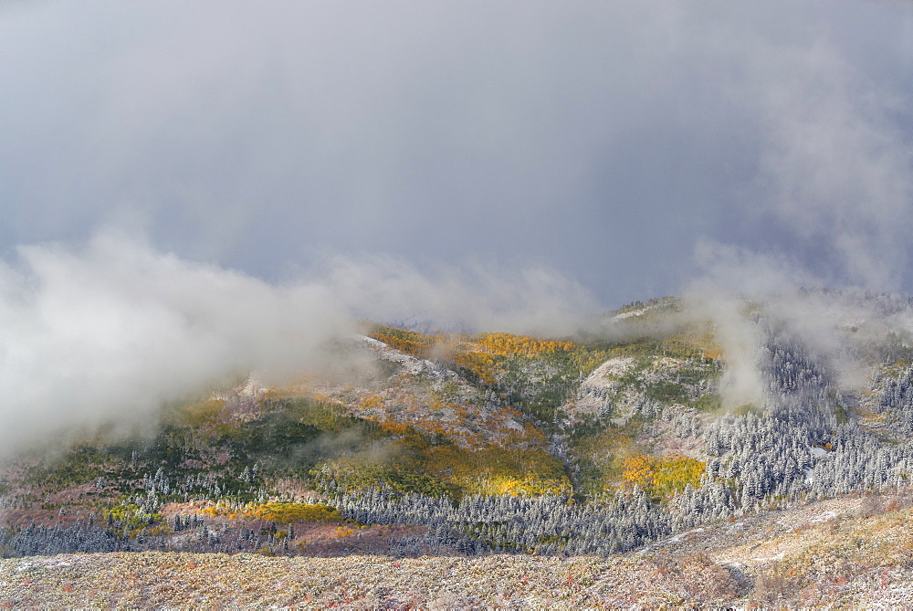 The landscape of the Uinta national forest in autumn, Fall foliage, Utah, United States