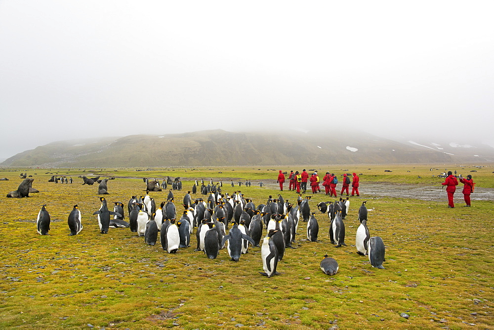 Group of people watching a small colony of King Penguins on South Georgia.