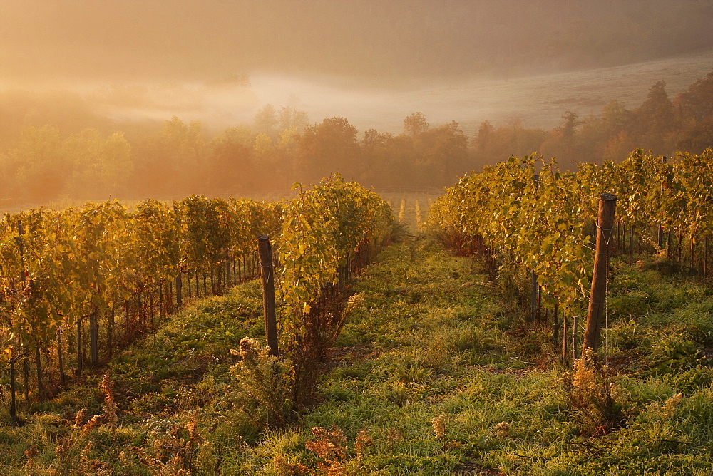 Morning light over the vines in a Tuscan vineyard in autumn.