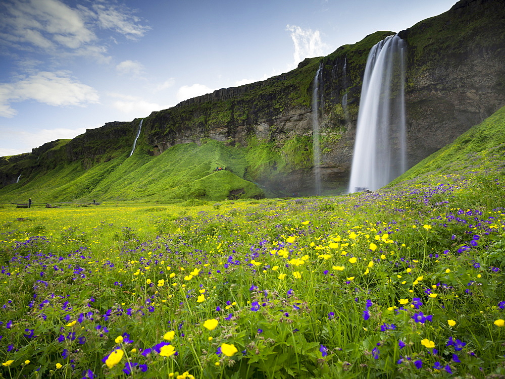 A waterfall cascade over a sheer cliff and wildflower meadows, Iceland