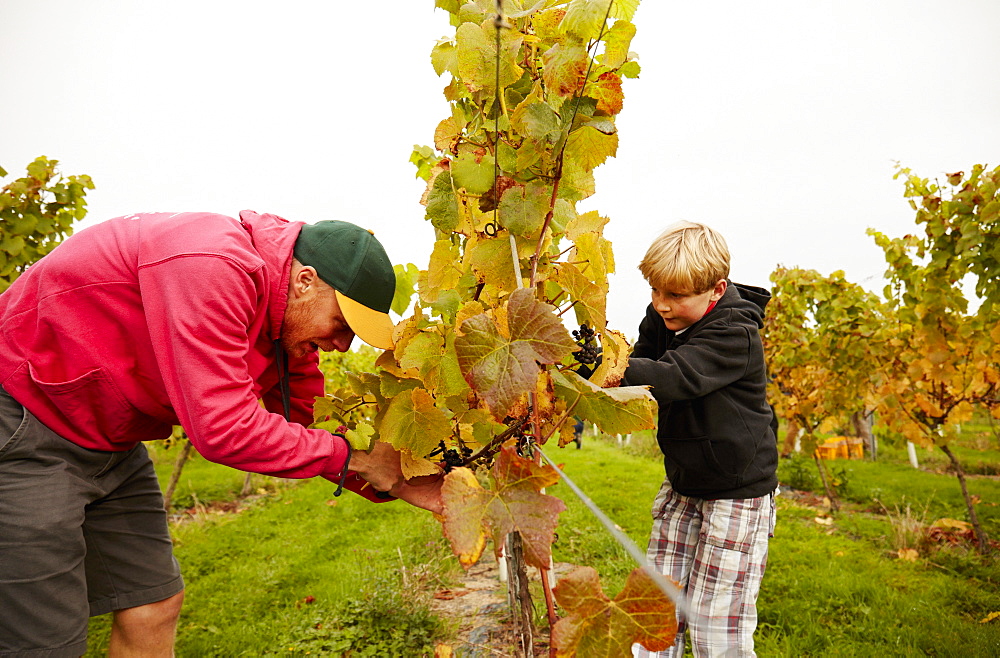 Two people, father and son harvesting grapes from the vines, England, United Kingdom