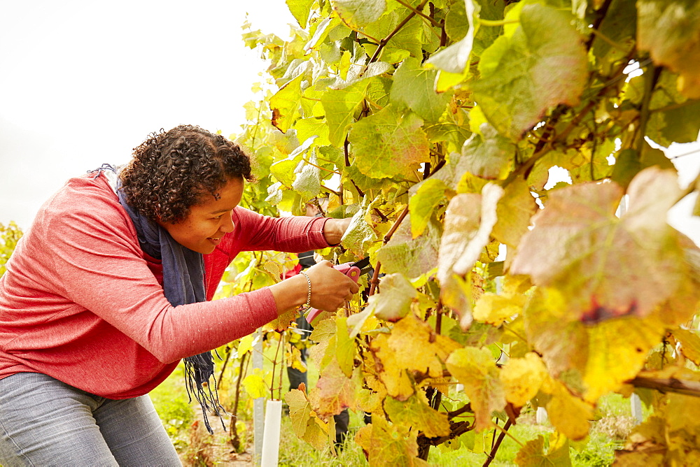 A grape picker leaning down and selecting bunches of grapes for harvest, England, United Kingdom