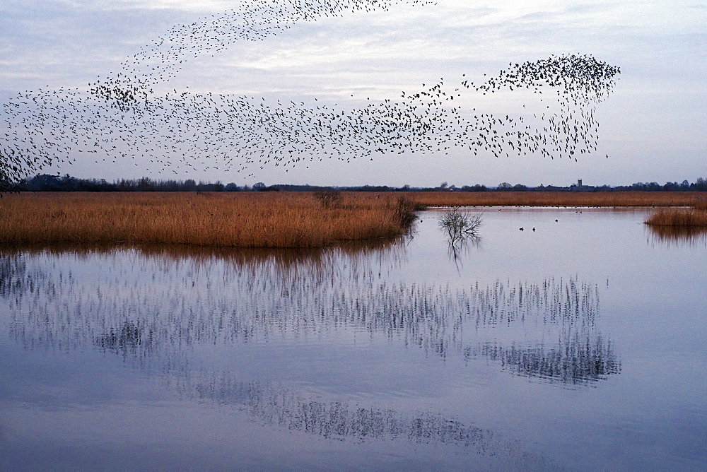 A murmuration of starlings, a spectacular aerobatic display of a large number of birds in flight at dusk over the countryside, England, United Kingdom