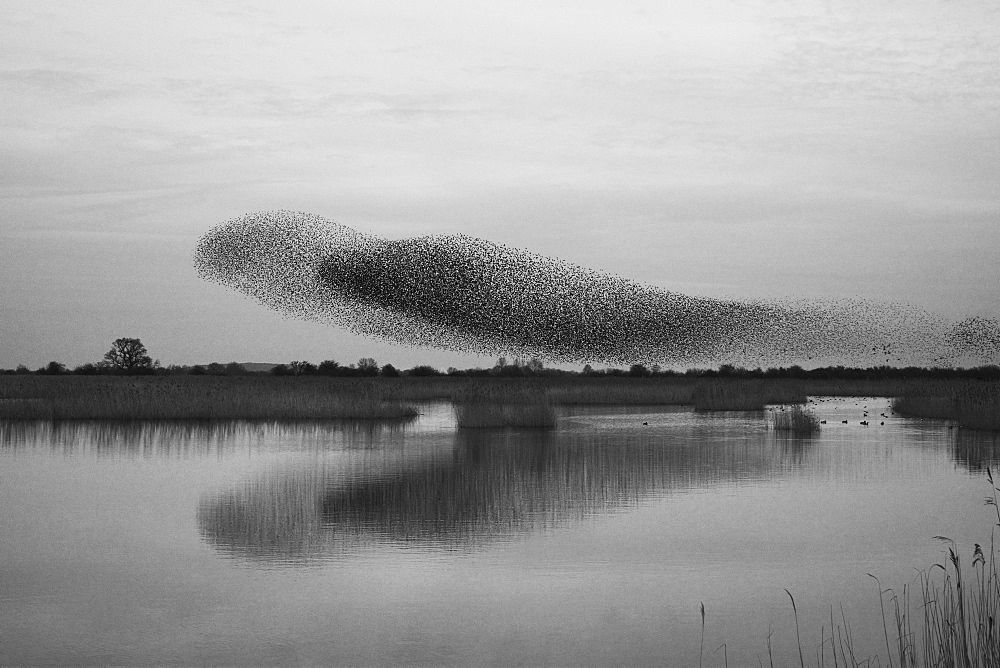 A murmuration of starlings, a spectacular aerobatic display of a large number of birds in flight at dusk over the countryside, England, United Kingdom