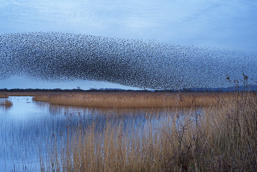 A murmuration of starlings, a spectacular aerobatic display of a large number of birds in flight at dusk over the countryside, England, United Kingdom