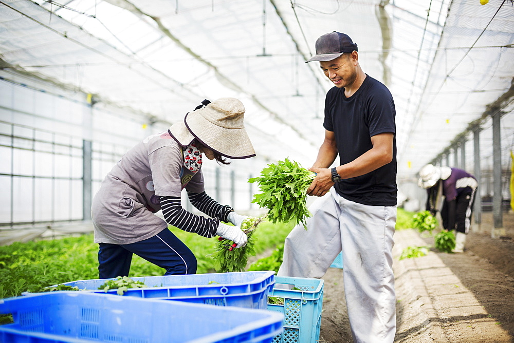 Two people working in a greenhouse harvesting a commercial food crop, the mizuna vegetable plant, Japan