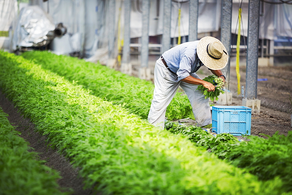 A man working in a greenhouse harvesting a commercial food crop, the mizuna vegetable plant, Japan