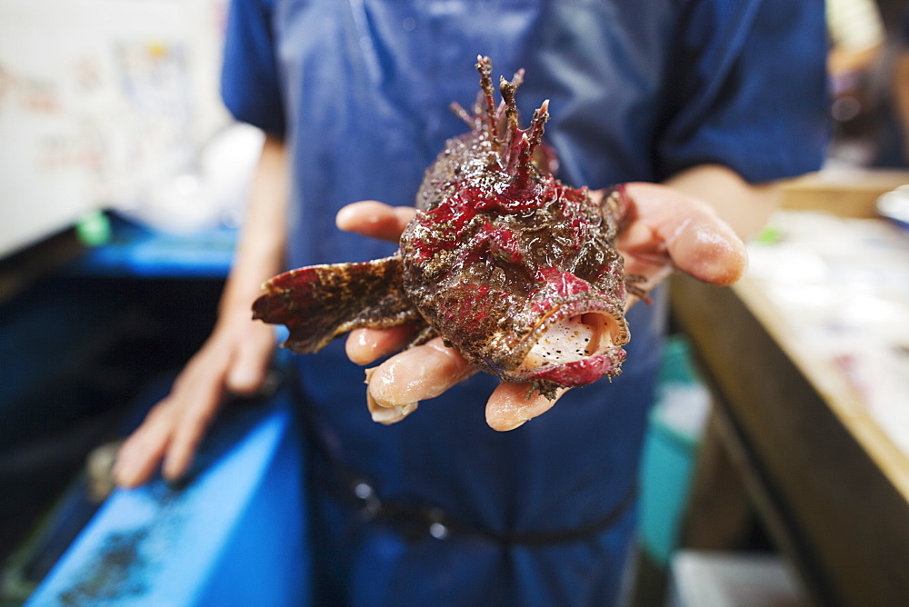 A traditional fresh fish market in Tokyo. A seller holding out a large whole fish on his hand, Japan