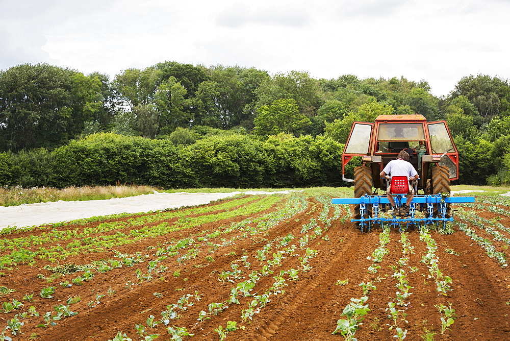 Two men driving a tractor pulling a cultivator weeding between rows of plants.