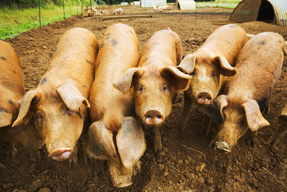 A group of pigs in a pen.