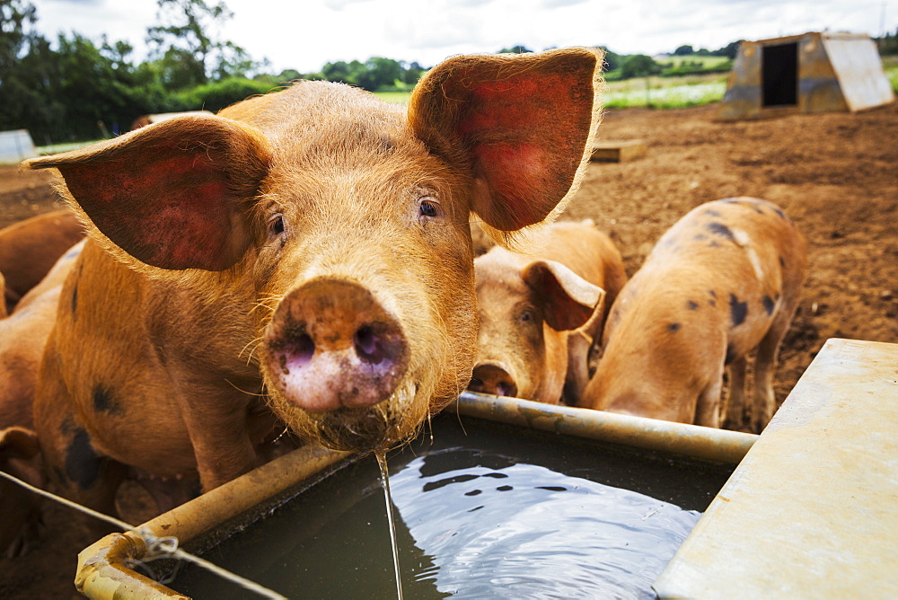 Three pigs in a field, one drinking from a trough.