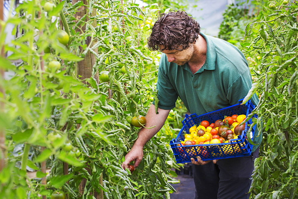 Male gardener picking fresh tomatoes.