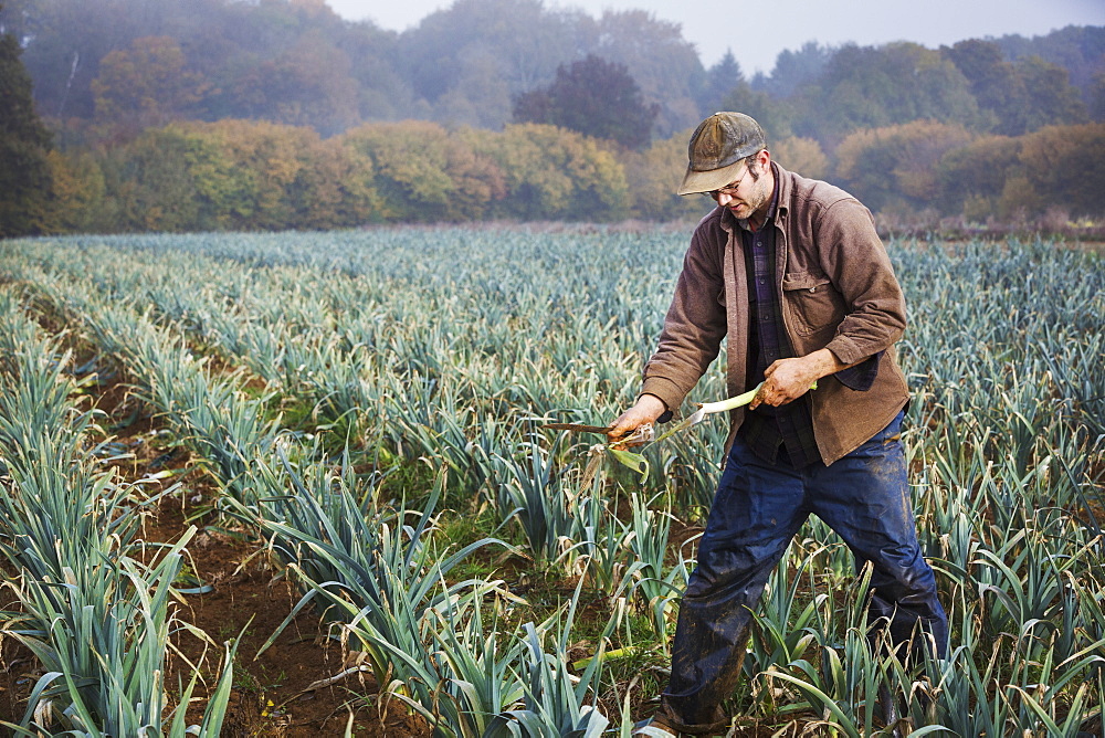 A man lifting and trimming organic leeks in a field. 