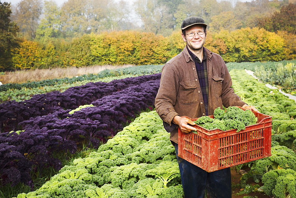 A man carrying a crate of freshly harvested cabbages 