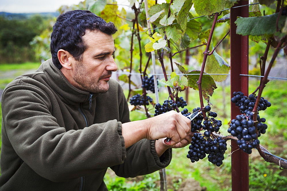 Person picking bunches of red grapes from the vine. 