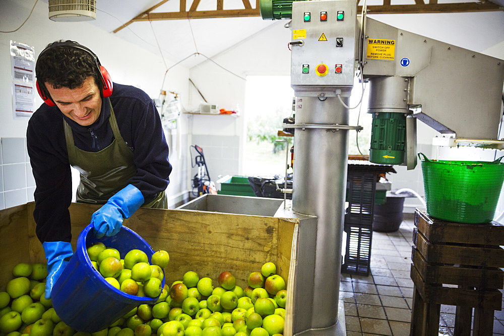 A man scooping fresh green whole apples in a bucket to load the scratter or grating machine. 