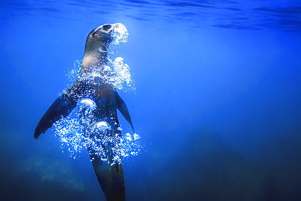 A Galï¿½pagos Seal underwater, rising upwards, blowing a trail of air bubbles, 