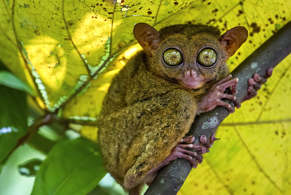 A small nocturnal animal, the tarsier, with fixed round eyes, on a tree branch, United States of America