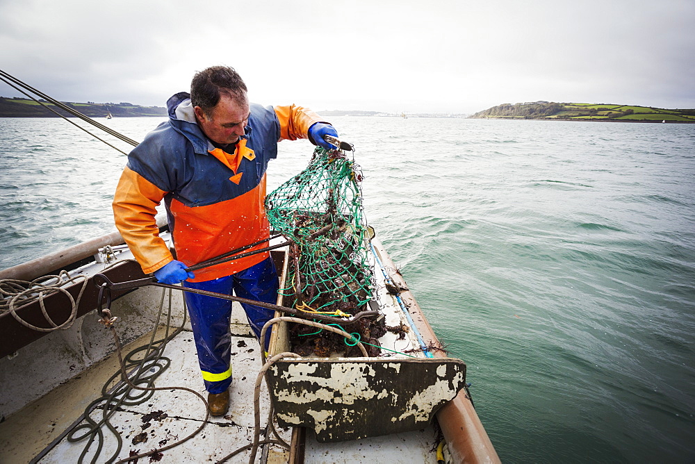 Traditional Sustainable Oyster Fishing, A fisherman opening a fishing creel on a boat deck, Fal Estuary, Cornwall, England