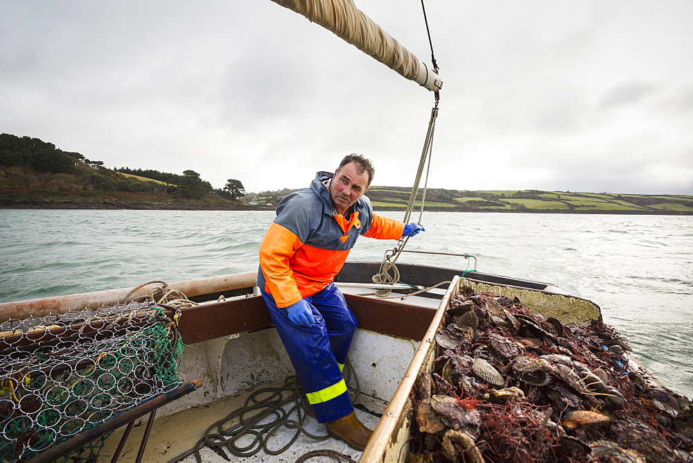 Traditional sustainable oyster fishing, A fisherman on a sailing boat sorting the oyster catch , Fal Estuary, Cornwall, England