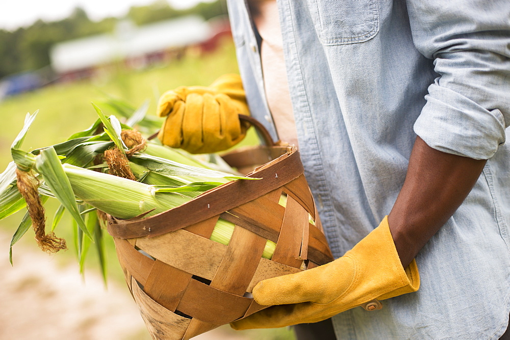 Working on an organic farm. A man holding a basket full of corn on the cob, vegetables freshly picked, Woodstock, New York, USA