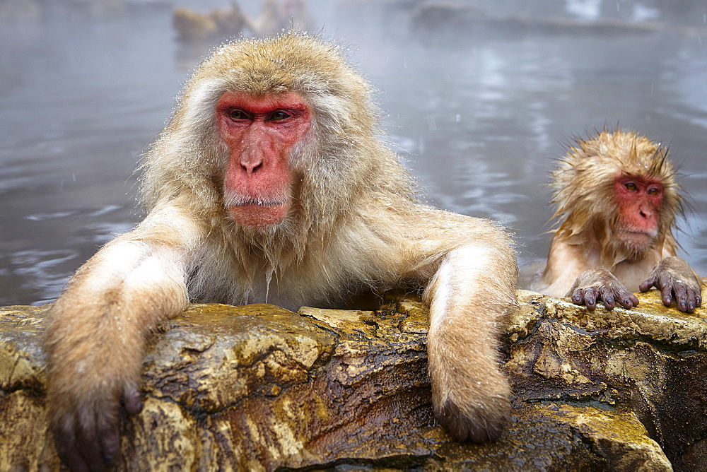 Two Japanese Macaque, Snow Monkey, Macaca fuscata, bathing in hot spring, adult and young animal, Nagano, Japan