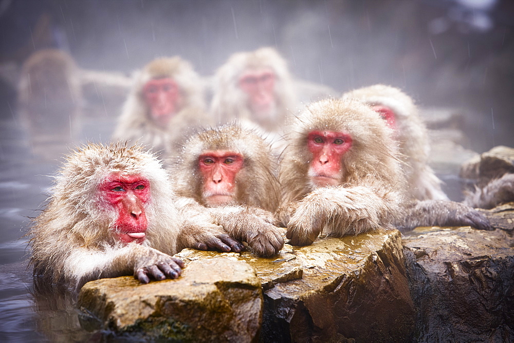 Group of Japanese Macaque, Snow Monkey, Macaca fuscata, bathing in hot spring, Nagano, Japan