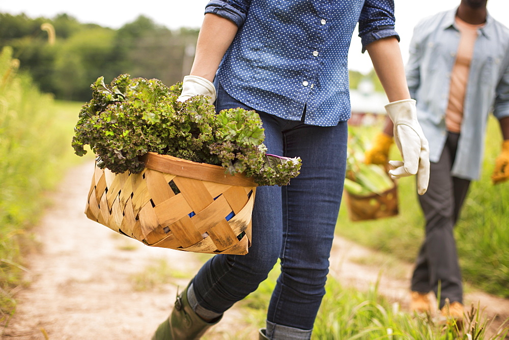 Working on an organic farm. A woman holding a handful of fresh green vegetables, produce freshly picked, Woodstock, New York, USA