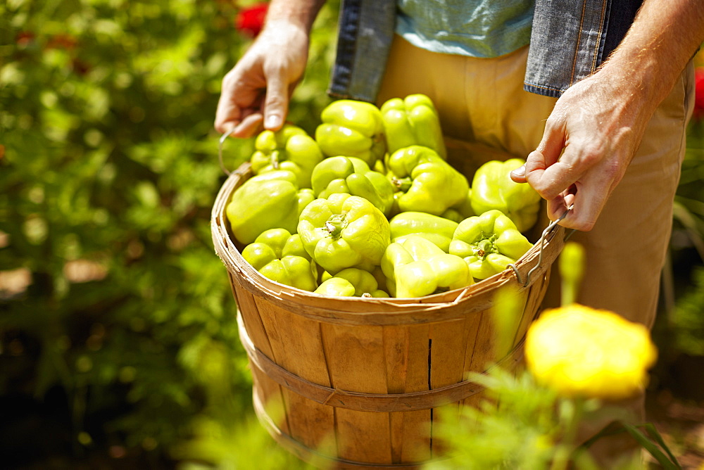 A man carrying a full basket of green bell peppers, Kingston, New York, USA