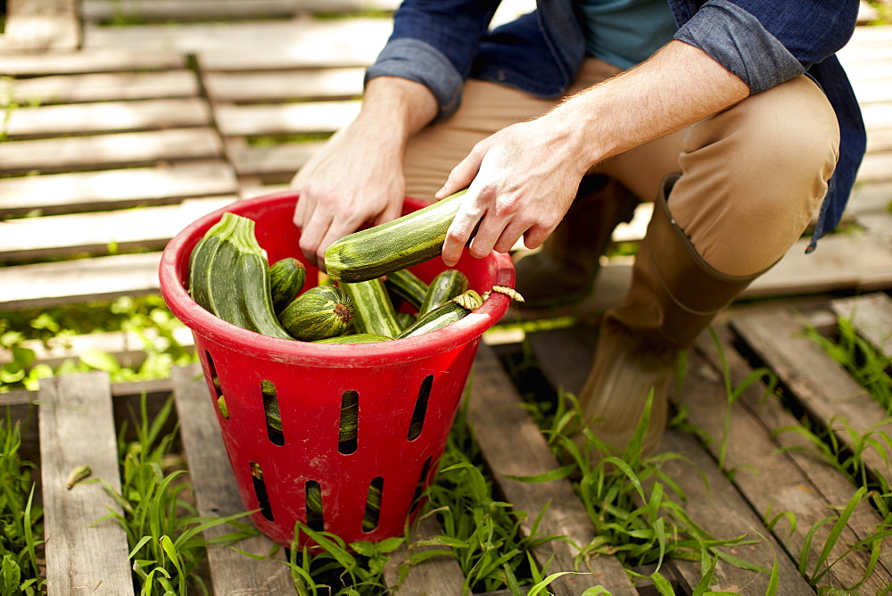 A man kneeling and sorting fresh picked vegetables, courgettes, Kingston, New York, USA