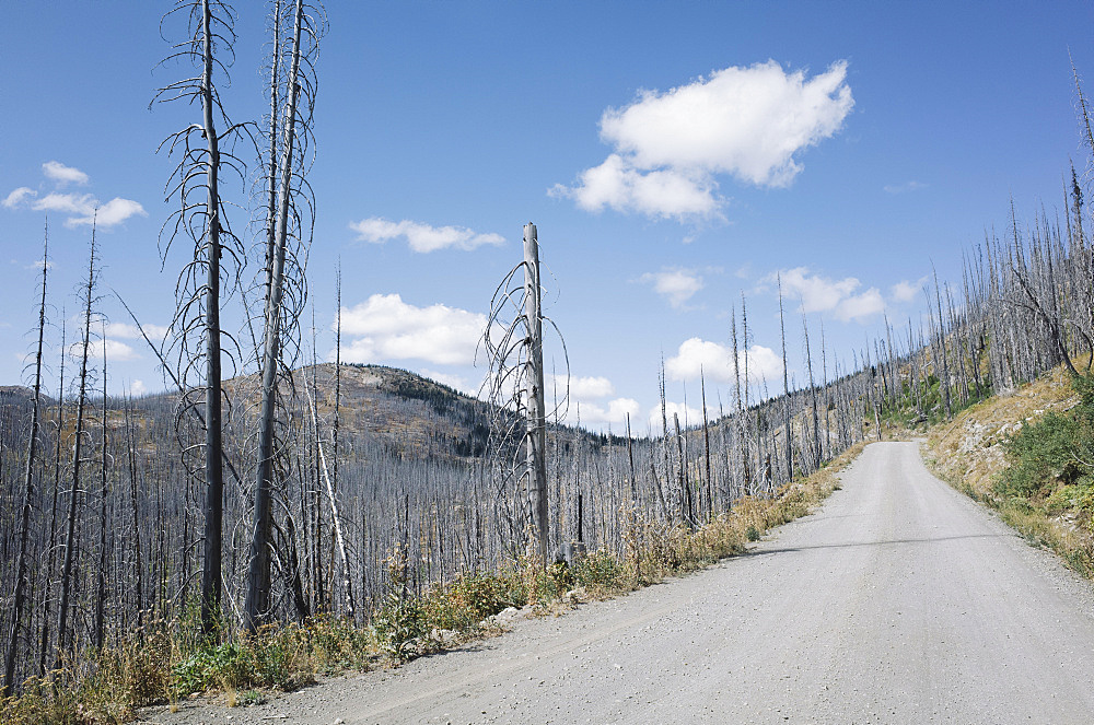 Road through fire damaged forest from extensive wildfire, near Harts Pass, Pasayten Wilderness, Washington, United States of America