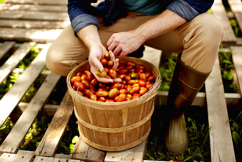 A man kneeling and sorting fresh picked vegetables, plum tomatoes, Kingston, New York, USA