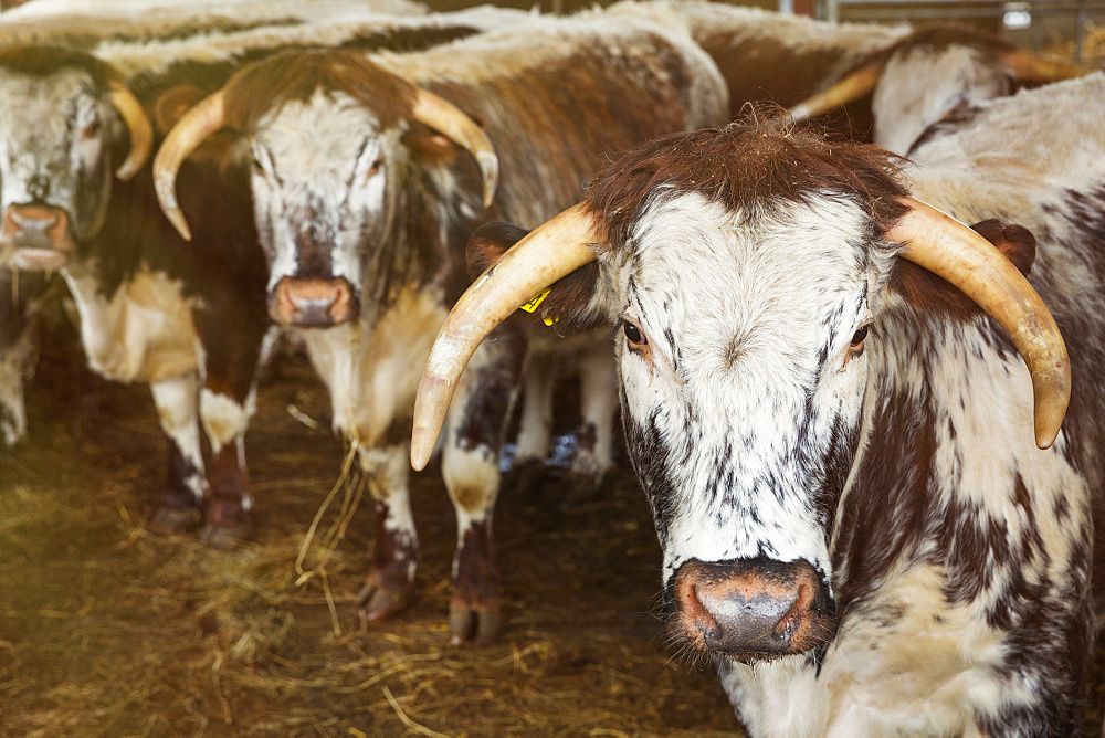 Three English Longhorn cows in a barn, looking at camera, England, United Kingdom