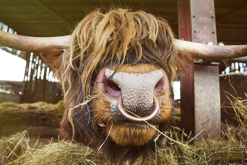 Close up of brown Scottish Highland bull with long wavy coat and nose ring in a barn, England, United Kingdom