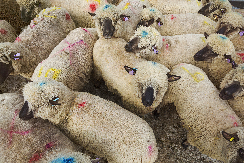 High angle view of herd of sheep with blue and pink dye marks, England, United Kingdom