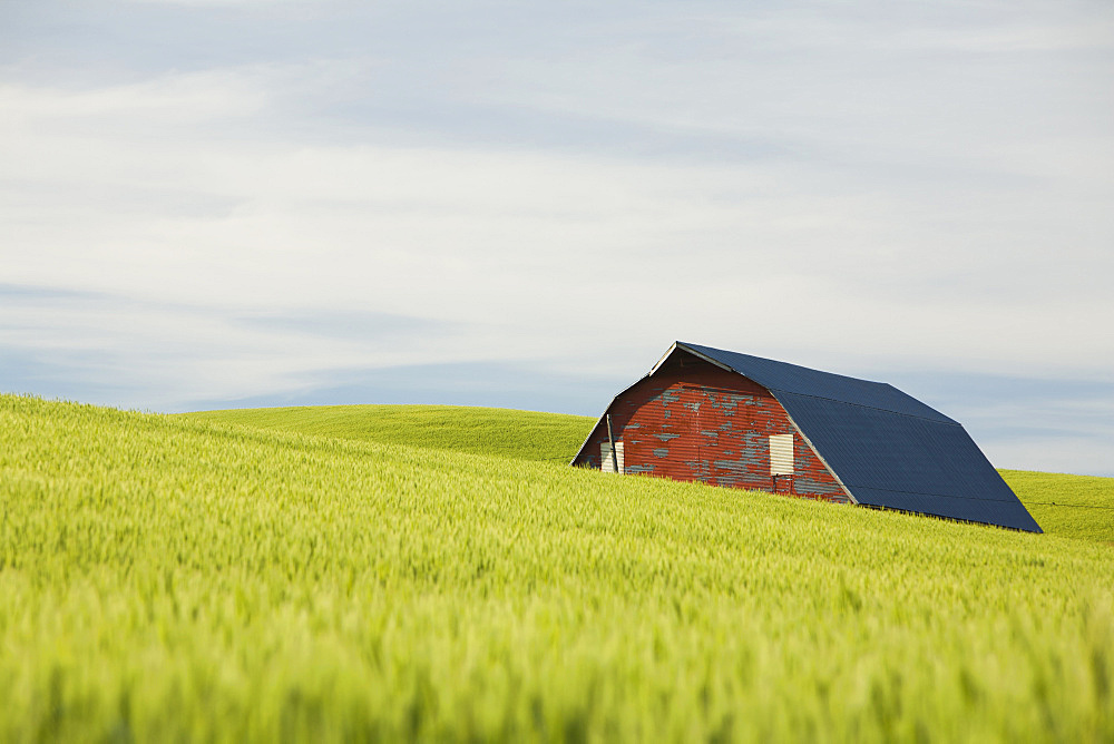 The roof and walls of a red barn in a dip in the rolling landscape and tall summer wheat in Palouse, United States of America