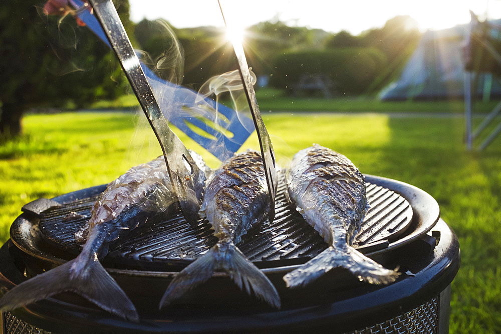 A small barbecue with three fresh mackerel fish on the grill, and a person using tongs to turn the fish, England, United Kingdom