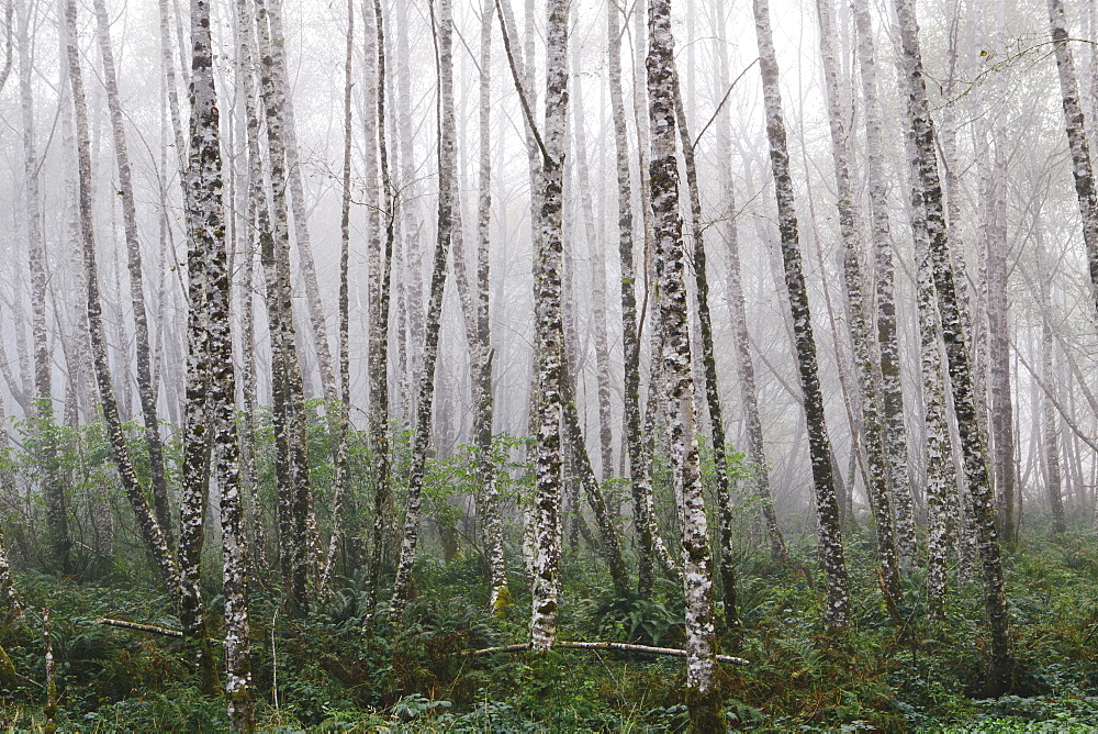 Dense woodland, alder trees with slim straight tree trunks in the mist.